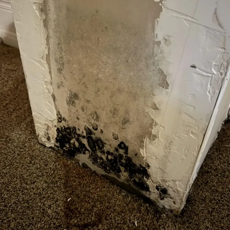 Professional Mold Removal in Oklahoma City, OK